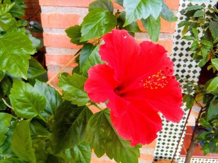 Flor de hibisco rojo en plena floración, rodeada de hojas verdes, junto a una columna de ladrillo.