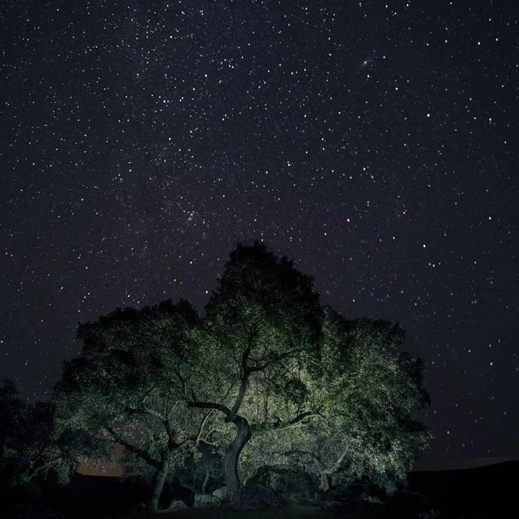 Cielo nocturno oscuro lleno de estrellas sobre un árbol recortado, iluminado desde abajo.