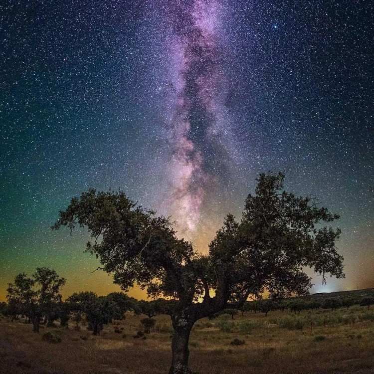La Vía Láctea se ve tras las siluetas de los árboles por la noche. Cielo púrpura y azul repleto de estrellas.