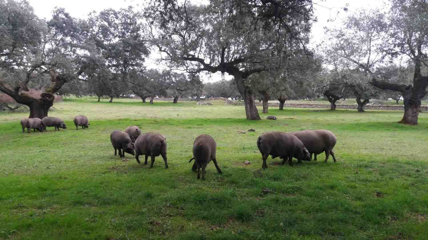 Cerdos negros pastando en un prado con árboles grandes. Cielo nublado.