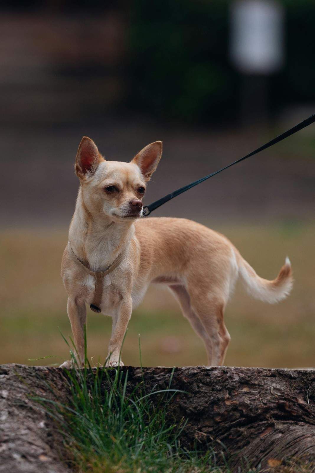 Cielo nocturno sobre una iglesia de piedra con numerosas estrellas visibles, posiblemente en un pueblo rural.