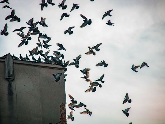 Pigeons et oiseaux nuisibles en Suisse - Desinfestation.ch