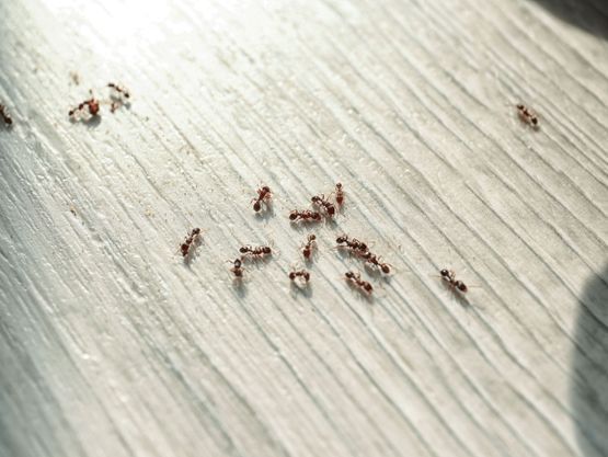 Extermination des insectes rampants nuisibles - Desinfestation.ch