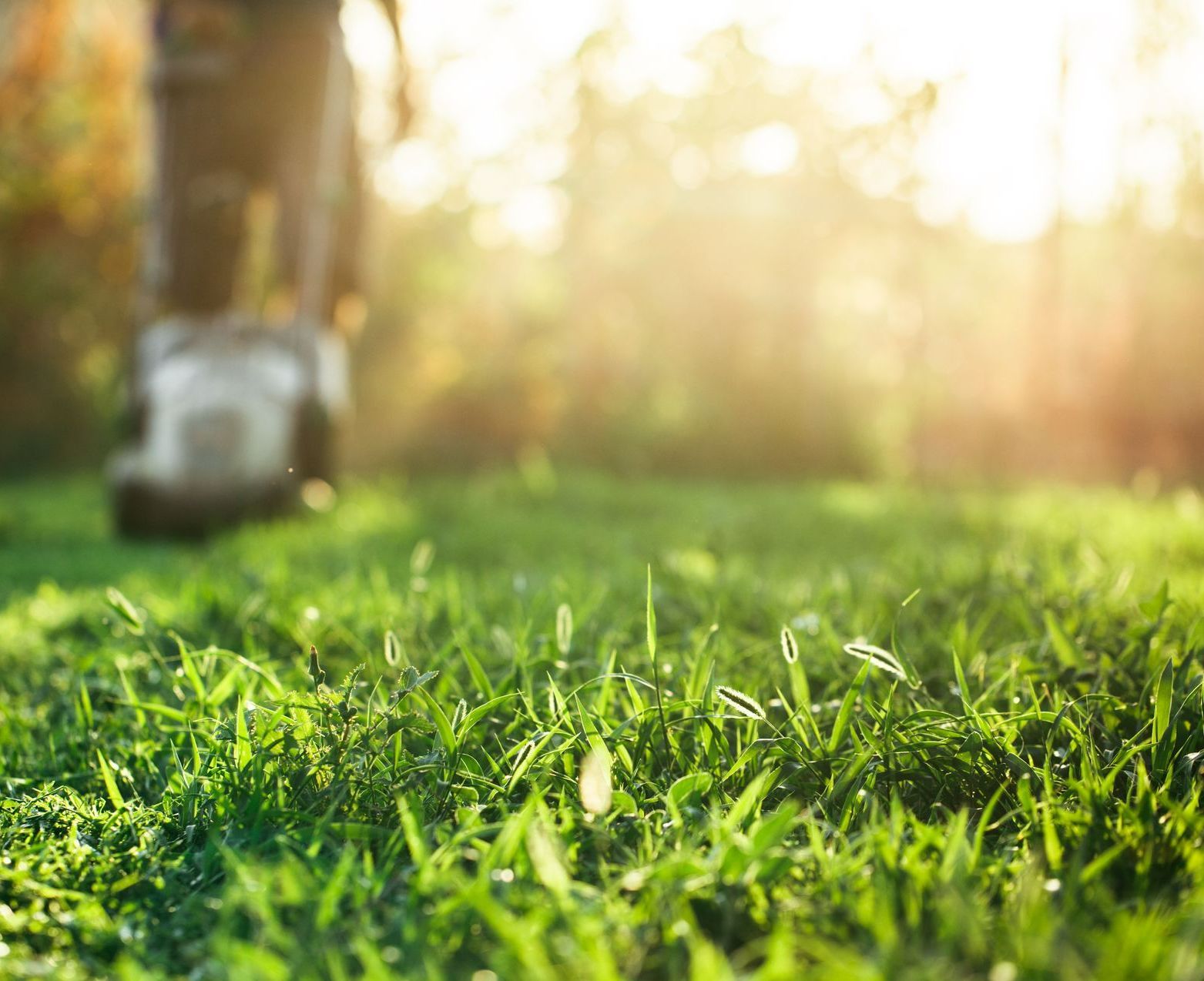 Pelouse en cours de tonte