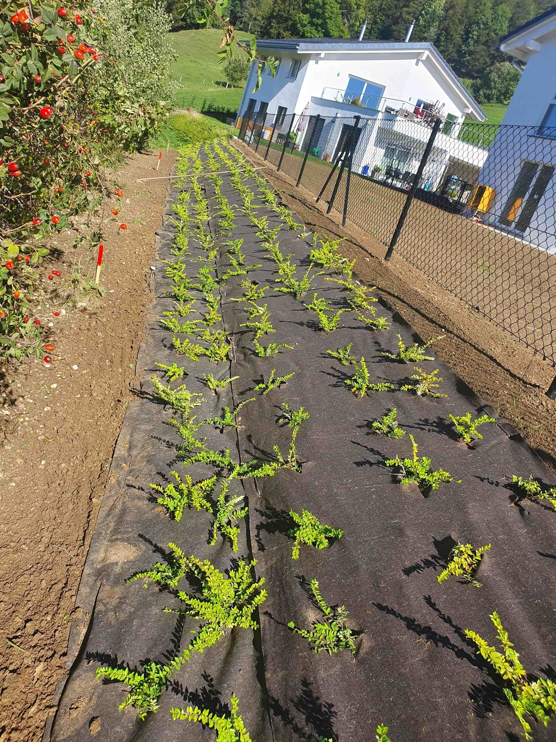 Pose de gazon - entretien de gazon - J.R. Polyvalent Sàrl