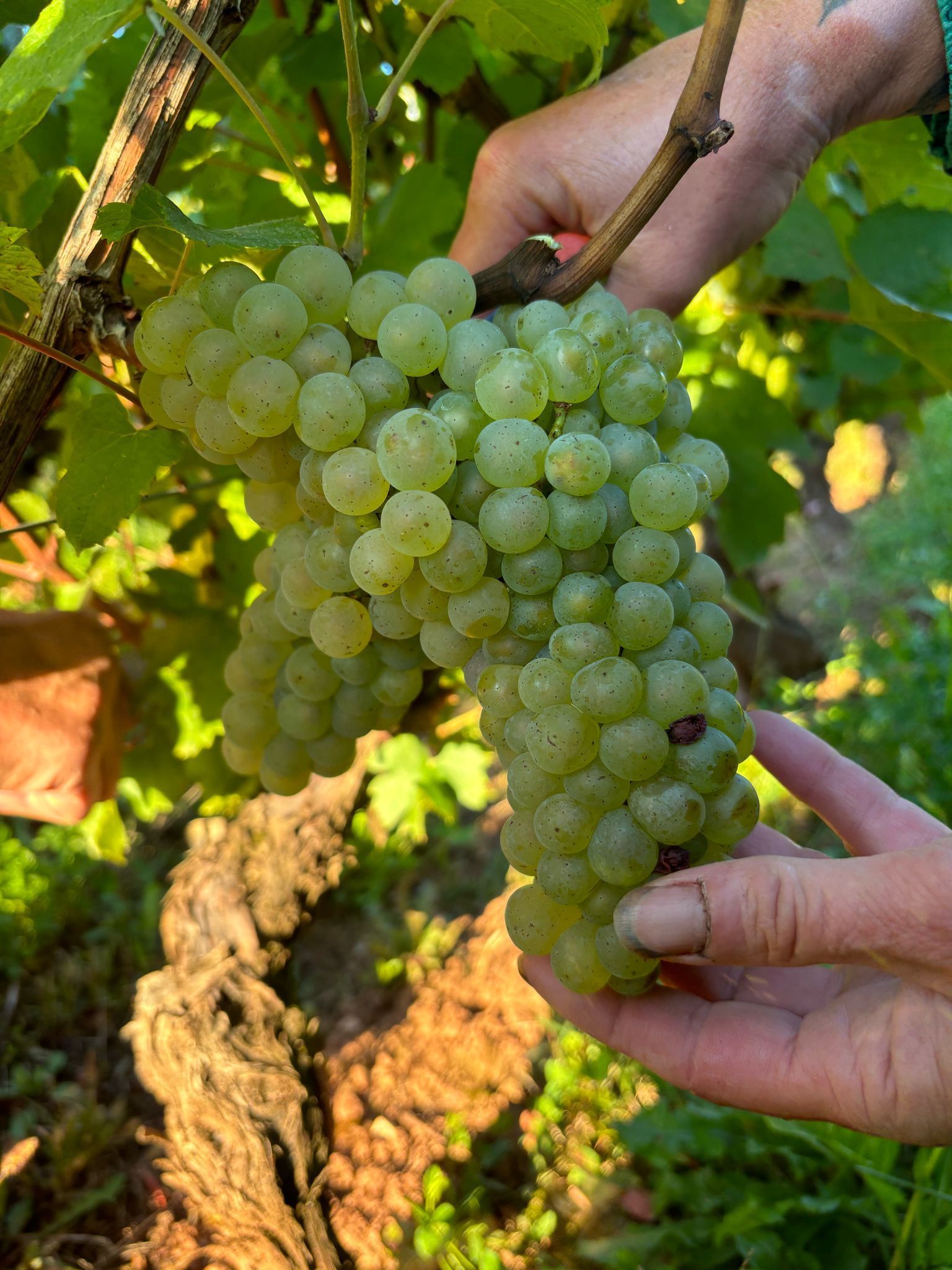 Une grappe de raisins blancs