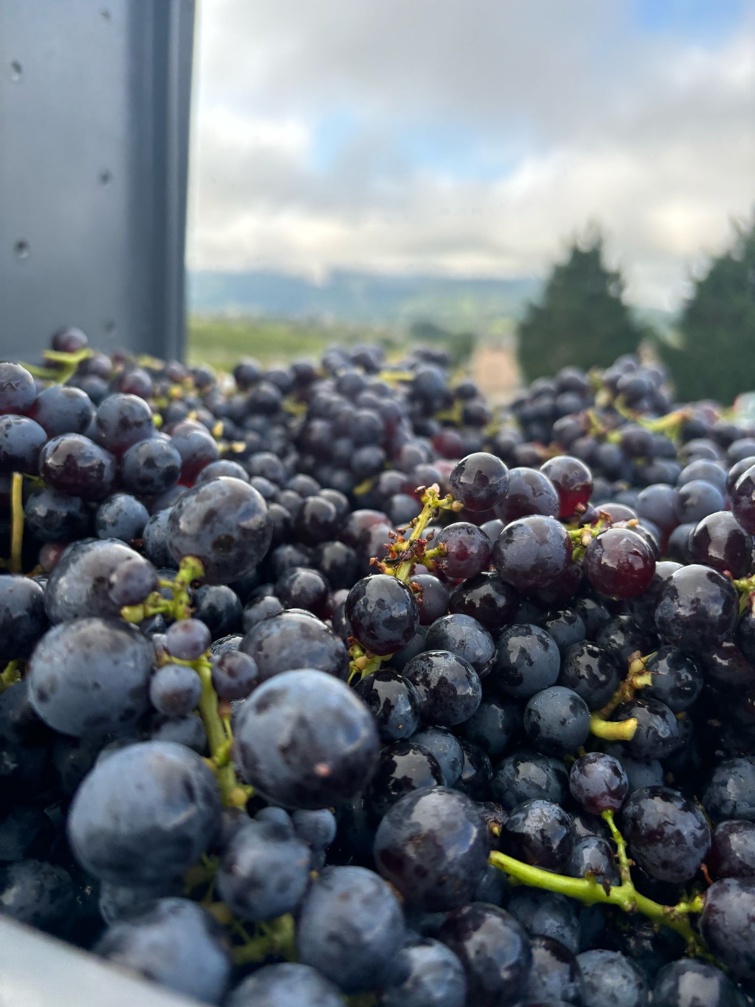 Grappes de raisins rouges