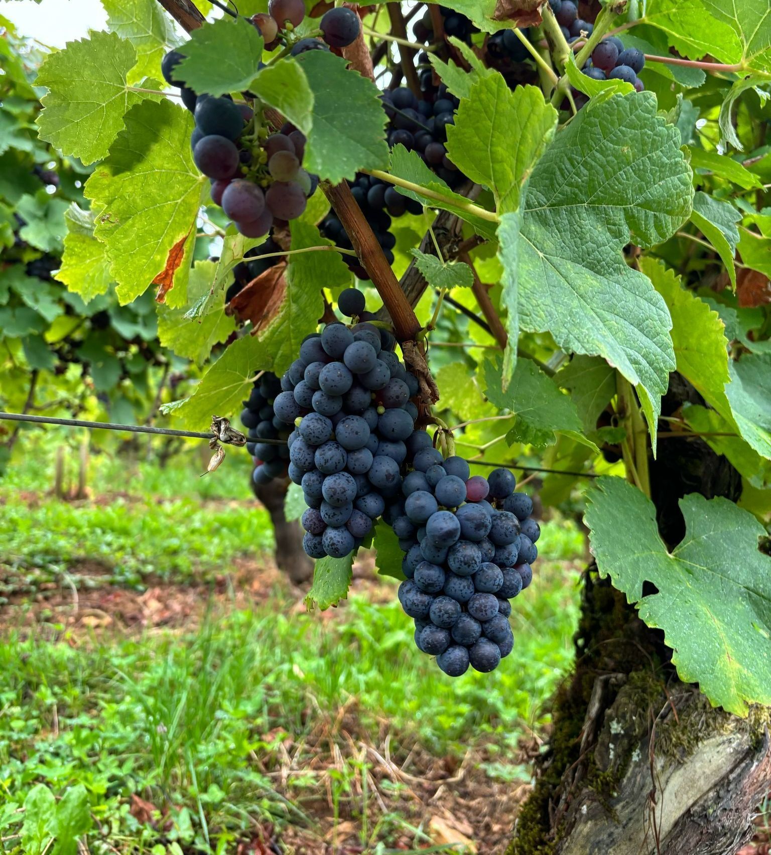 Grappe de raisins rouges