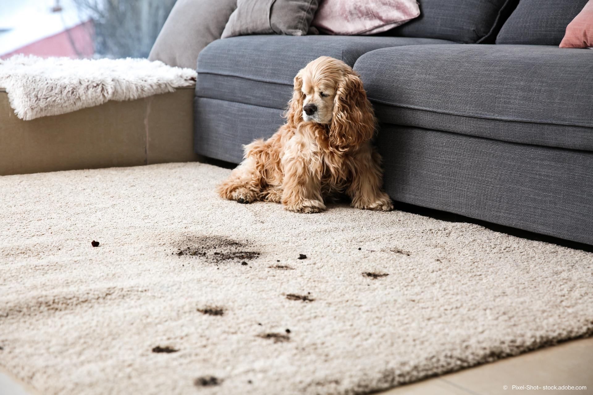 Hund auf einem dreckigen Teppich