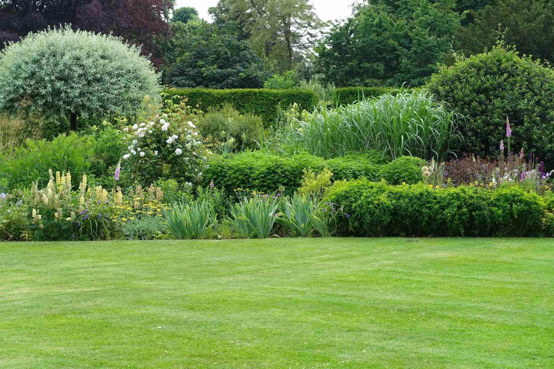 Pensaita puutarhassa