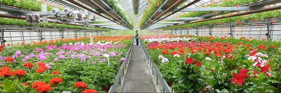 Gärtnerei - Giardinaria Müller SA - Susch | Engadin - Susch