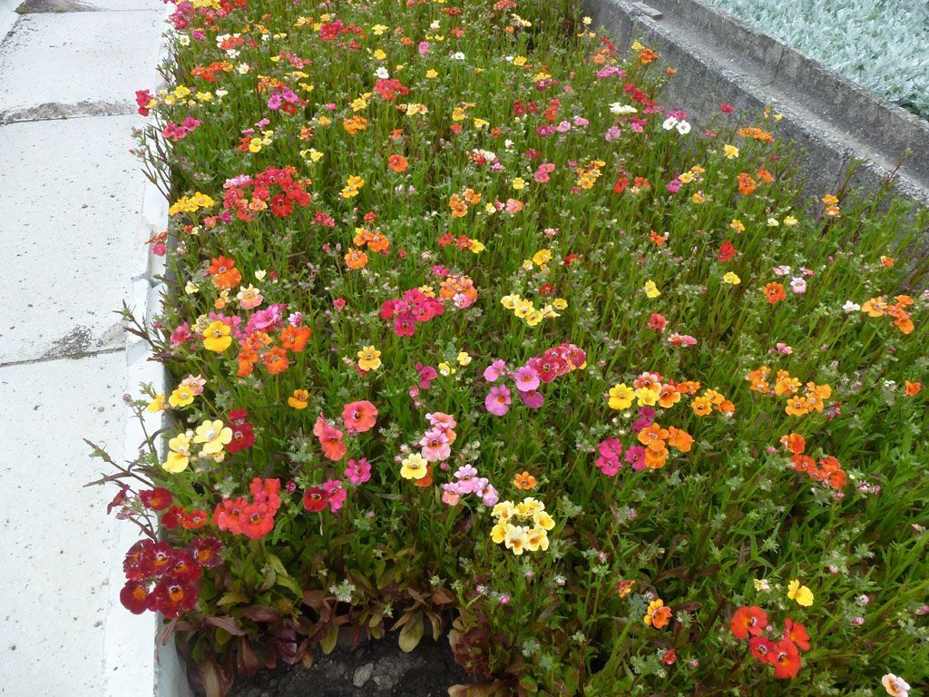 Gärtnerei - Giardinaria Müller SA - Susch | Engadin - Susch