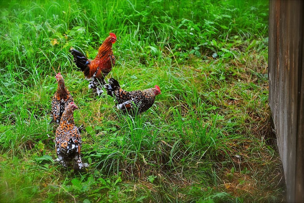 Giardinaria Müller SA - Susch