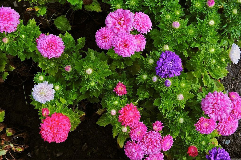 Giardinaria Müller SA - Susch