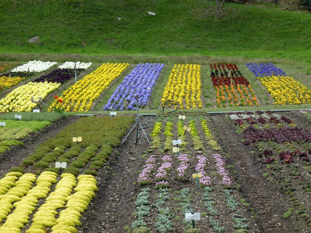 Giardinaria Müller SA - Susch