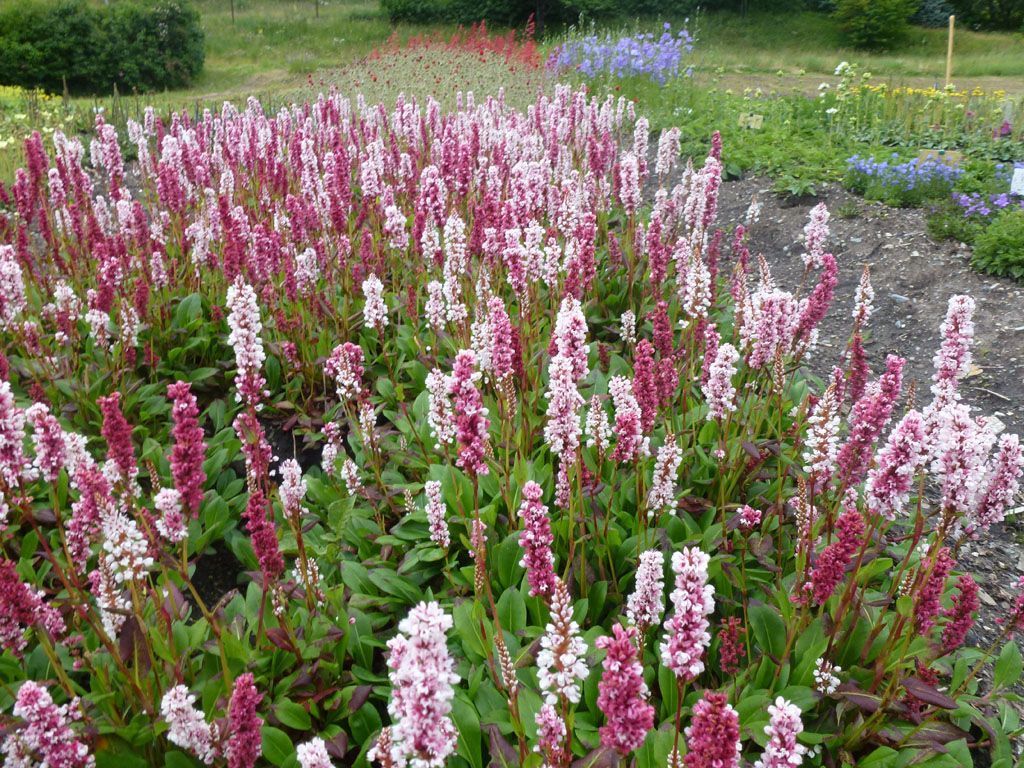 Giardinaria Müller SA - Susch