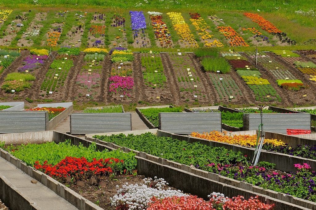Gärtnerei - Giardinaria Müller SA - Susch | Engadin - Susch