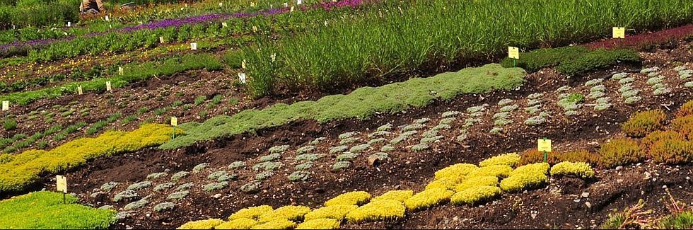 Gärtnerei - Giardinaria Müller SA - Susch | Engadin - Susch