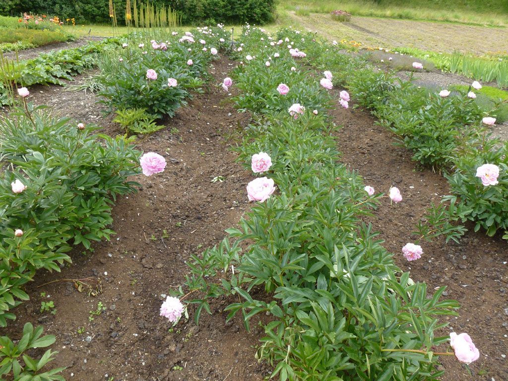 Giardinaria Müller SA - Susch