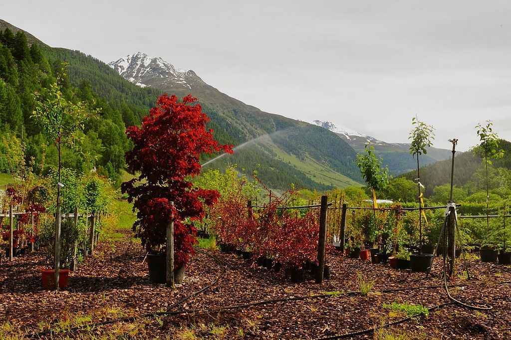 Giardinaria Müller SA - Susch