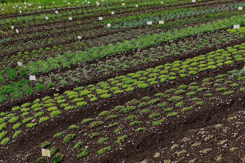 Giardinaria Müller SA - Susch