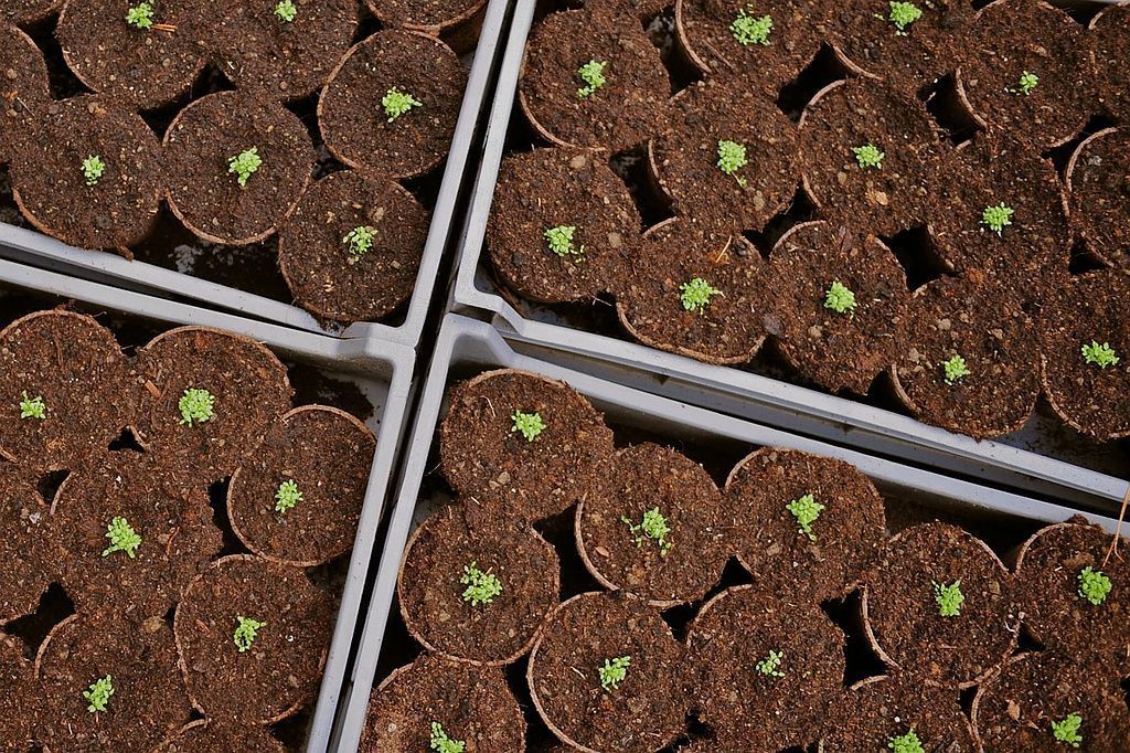 Giardinaria Müller SA - Susch