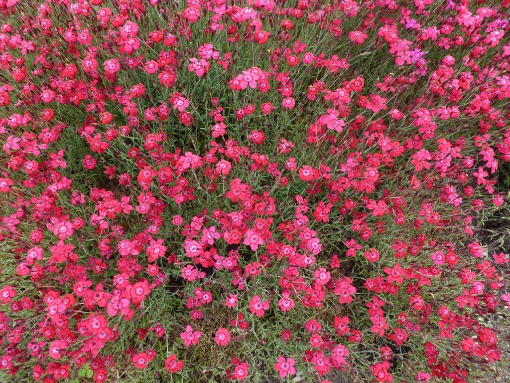 Giardinaria Müller SA - Susch