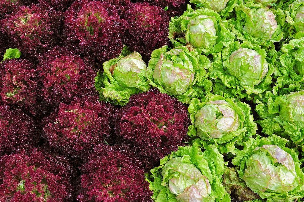 Giardinaria Müller SA - Susch