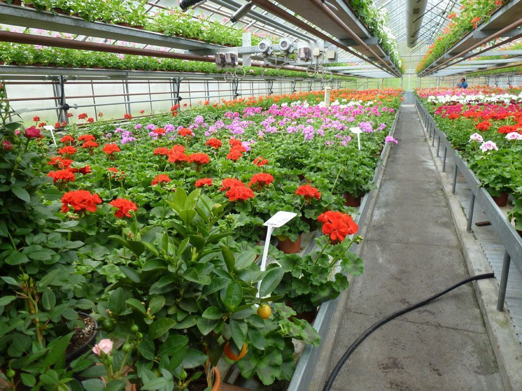 Giardinaria Müller SA - Susch