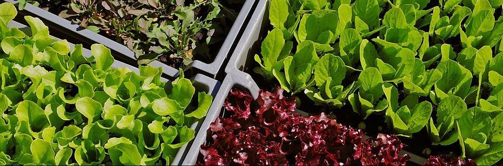 Gärtnerei - Giardinaria Müller SA - Susch | Engadin - Susch