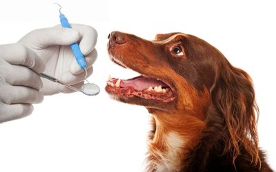 Ein Tierarzt verabreicht einem Hund mit einer Pipette Medizin; der Hund schaut mit offenem Maul nach oben.