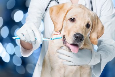 Ein Tierarzt impft einen Golden Retriever in der Klinik; der Hund ist ruhig und hat die Zunge herausgestreckt.