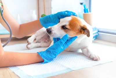Ein Tierarzt in blauen Handschuhen untersucht vorsichtig einen kleinen braun-weissen Hund auf einem Behandlungstisch.