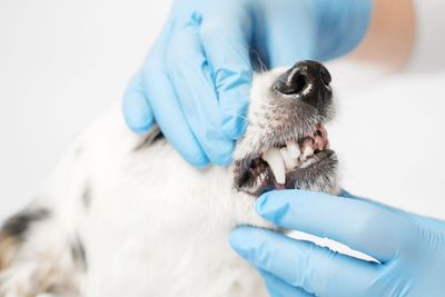 Tierarzt untersucht das Maul eines Hundes mit behandschuhten Händen