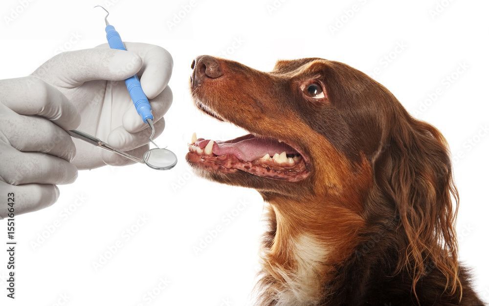 Ein Tierarzt verabreicht einem Hund mit einer Pipette Medizin; der Hund schaut mit offenem Maul nach oben.