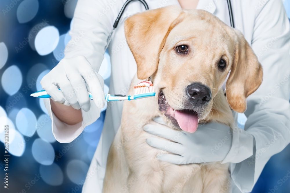 Ein Tierarzt impft einen Golden Retriever in der Klinik; der Hund ist ruhig und hat die Zunge herausgestreckt.