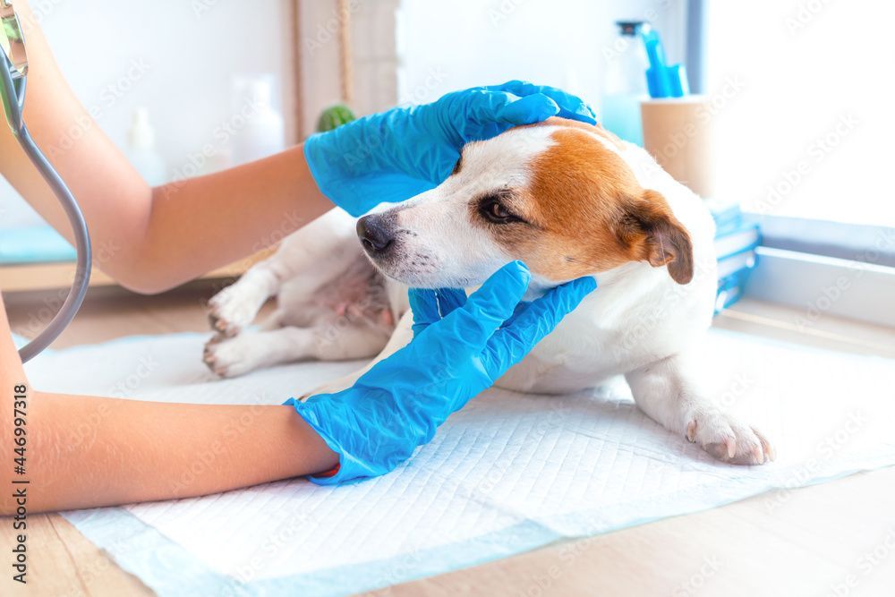 Ein Tierarzt in blauen Handschuhen untersucht vorsichtig einen kleinen braun-weissen Hund auf einem Behandlungstisch.