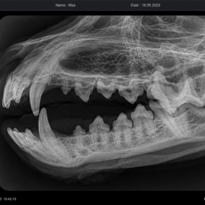 Ein Tierarzt in blauen Handschuhen untersucht vorsichtig einen kleinen braun-weissen Hund auf einem Behandlungstisch.
