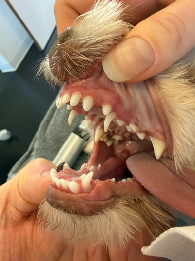 Ein Tierarzt impft einen Golden Retriever in der Klinik; der Hund ist ruhig und hat die Zunge herausgestreckt.