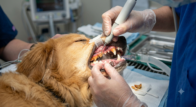 Ein Tierarzt verabreicht einem Hund mit einer Pipette Medizin; der Hund schaut mit offenem Maul nach oben.