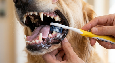 Ein Tierarzt in blauen Handschuhen untersucht vorsichtig einen kleinen braun-weissen Hund auf einem Behandlungstisch.