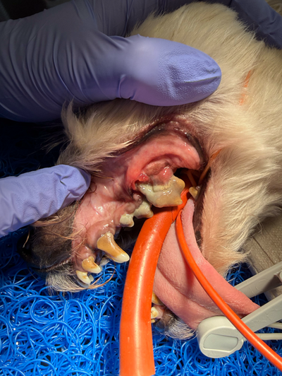 Ein Tierarzt impft einen Golden Retriever in der Klinik; der Hund ist ruhig und hat die Zunge herausgestreckt.