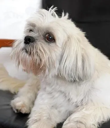 Bushi der Hund von der Zahnarztpraxis Tia Hintz