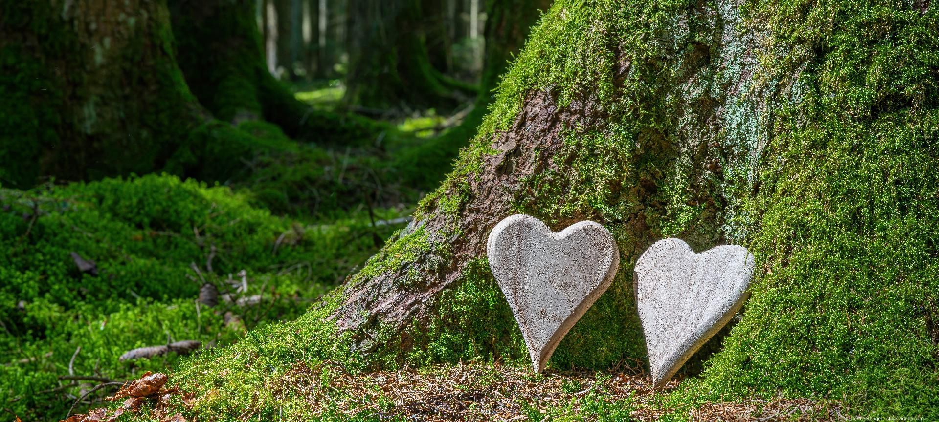 Zwei herzförmige Steine lehnen an einem moosbewachsenen Baum im Wald als Zeichen der Erinnerung.
