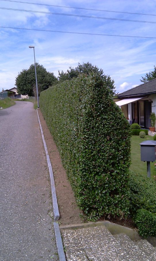Hecke nachher

