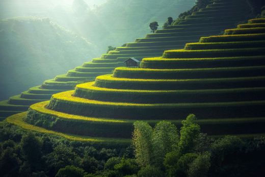 Una hilera de terrazas de arroz rodeadas de árboles en una ladera.