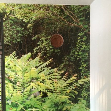 Fototapete mit Waldmotiv