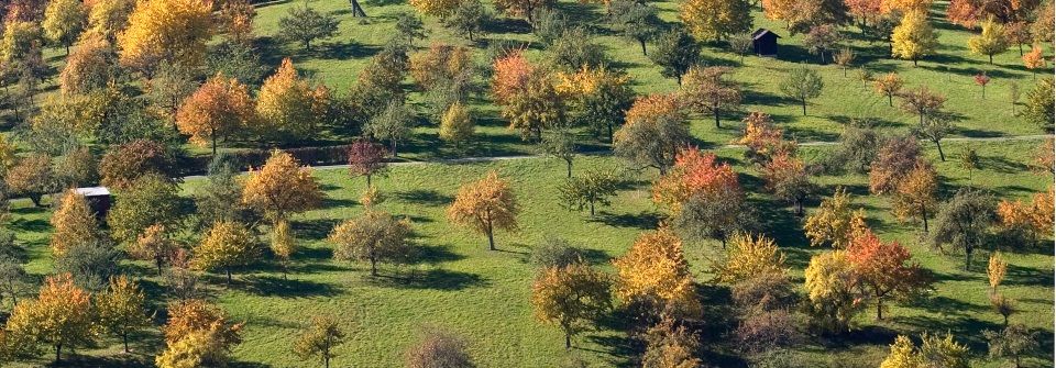 Steuerberaterin Boenigk