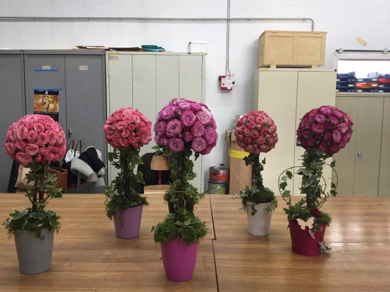 Topiaire de roses