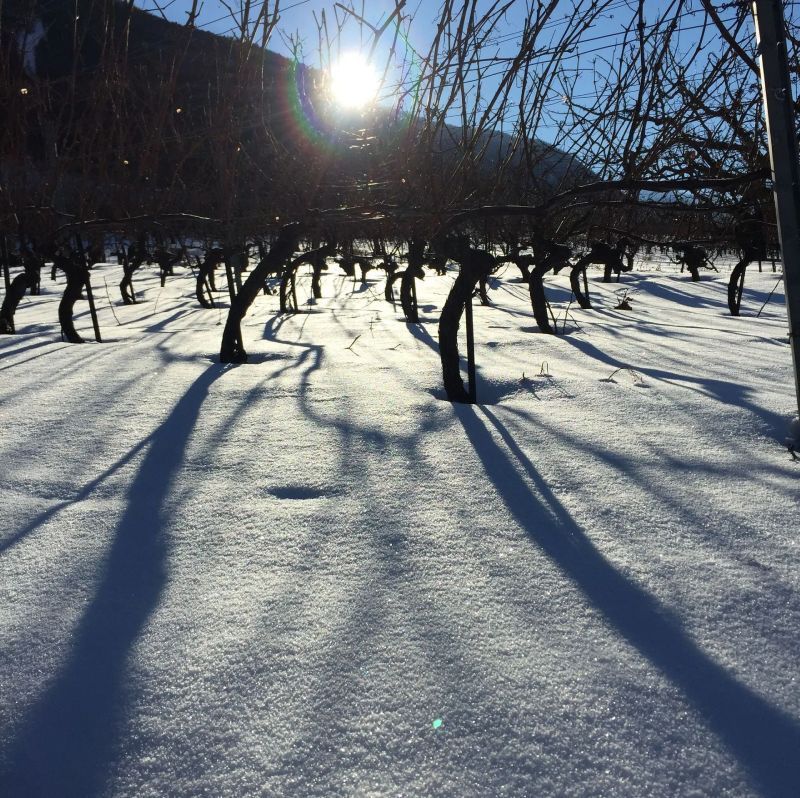 Le soleil brille à travers les arbres dans la neige